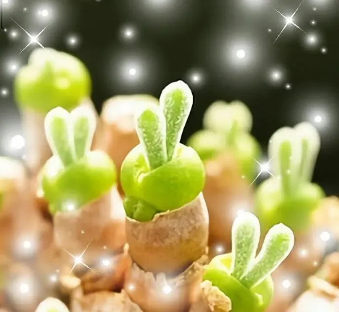 多肉植物 うさみみ を【絶対成功】させる育て方！初心者向け完全ガイド